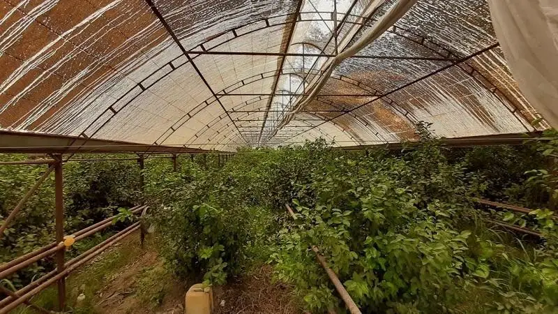 Туркистон вилоятида цитрус мевалар ўсяпти