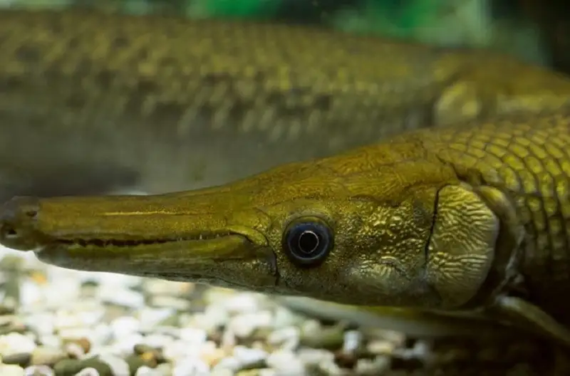 Хитойда топилган ноёб балиқлар мамлакат экотизимига таҳдид солмоқда