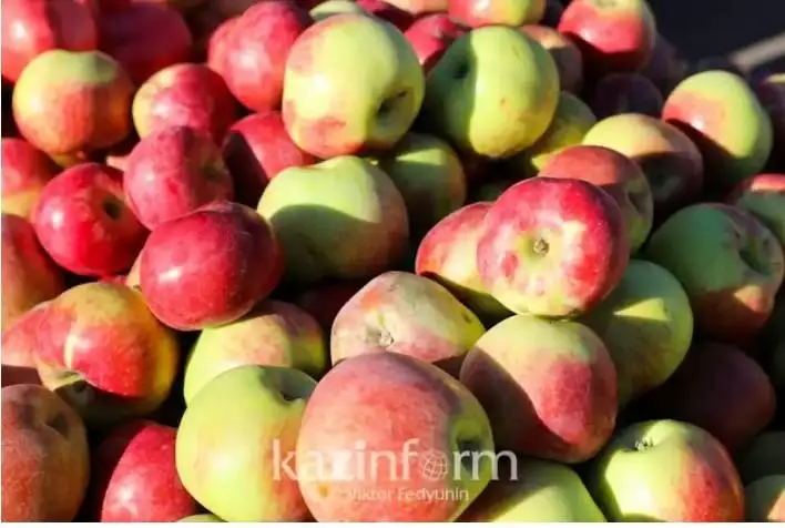 قازاقستان قاي ەلدەردەن الما مەن المۇرت يمپورتتايدى