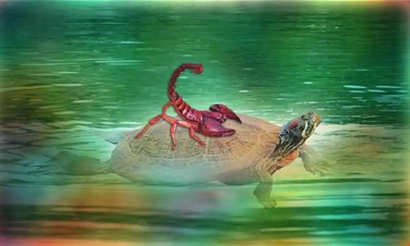 وپاسىز شايان