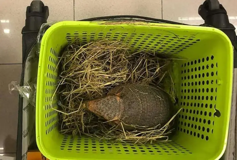 Более 100 животных пытались вывезти контрабандой из Таиланда в Индию