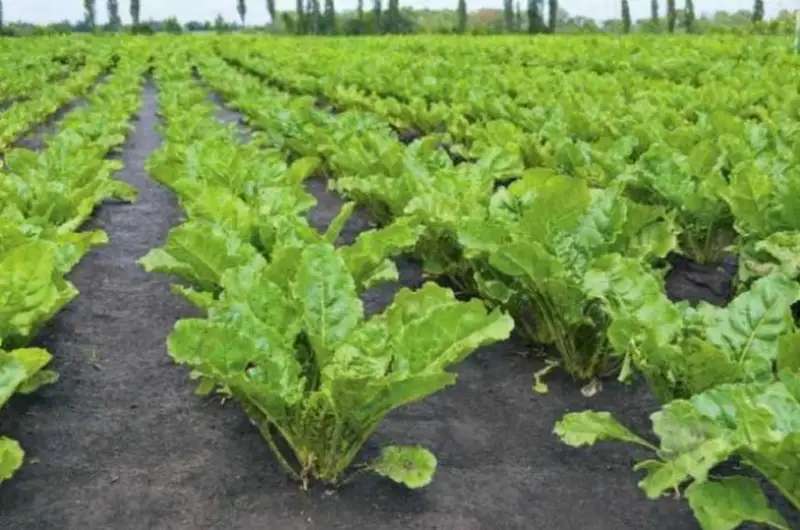 Жорий йилда пахта экиш камайиб, кунгабоқар ва лавлаги майдонлари кўпаяди – ҚР Қишлоқ хўжалиги вазирлиги