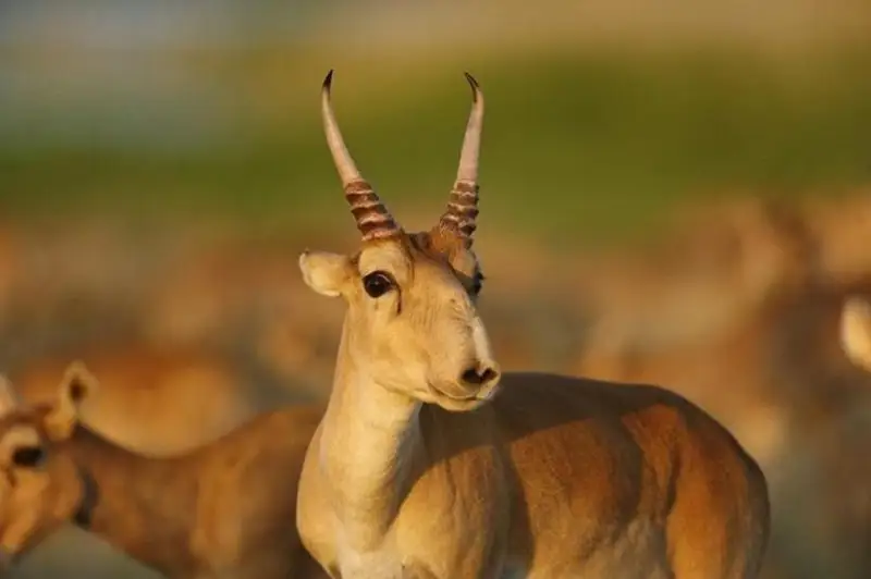 Қозоғистонда кийик овлашга рухсат берилиши мумкин