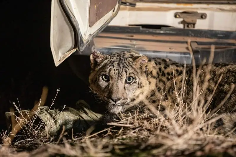 Заснятого  в Алматинской области снежного барса вернули в нацпарк «Алтын Эмель»