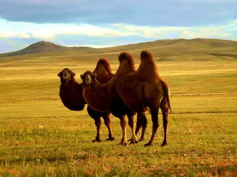 تۇركيادا تۇيە كۇرەستىرۋدەن جارىس ءوتتى