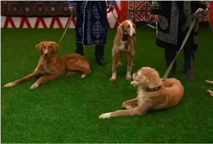 قازاقى ءيت تۇقىمدارىنىڭ ۇلتتىق ورتالىعى 1- شىلدەدە ىسكە قوسىلادى