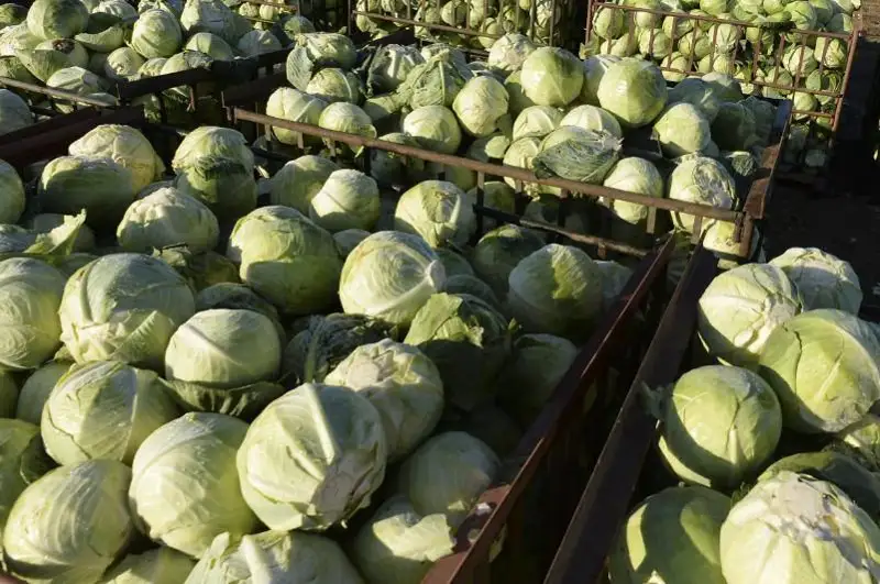 جەتىسايلىق شارۋالار 80 توننا قىرىققاباتتى رەسەيگە جىبەردى