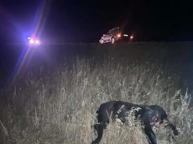 س ق و-دا ءبىر ساعات ىشىندە جىلقىنىڭ كەسىرىنەن ەكى جول اپاتى بولدى