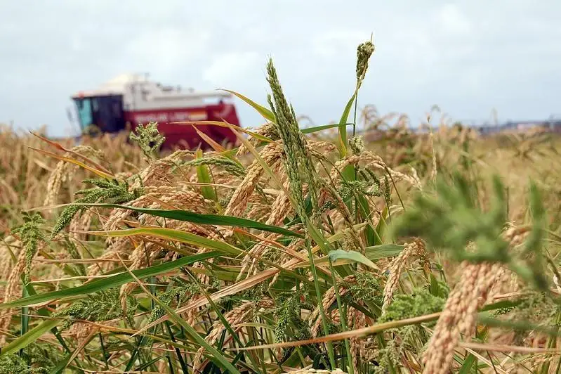 Посевы риса и масличных культур снижают на юге Казахстана