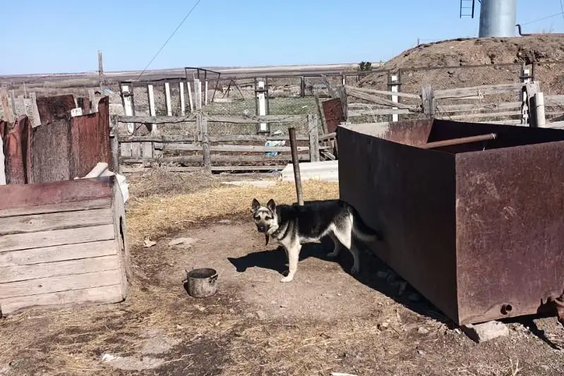 اقمولا وبلىسىندا 8 جاسار قىز بالانى ءيت تالادى