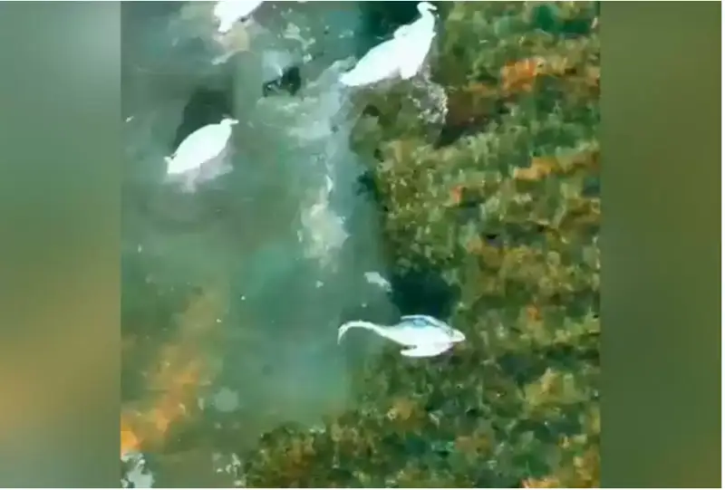 قاراكولدە اققۋلاردىڭ قىرىلۋىنا قاتتى اياز سەبەپ بولۋى مۇمكىن