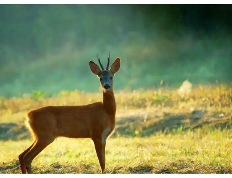 ەلىك پەن تازى