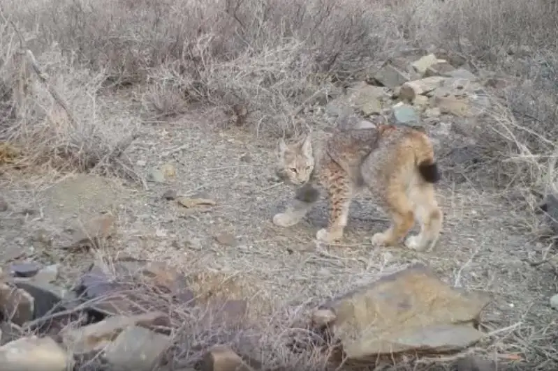 Семью краснокнижной рыси засняли фотоловушки в Алматинской области