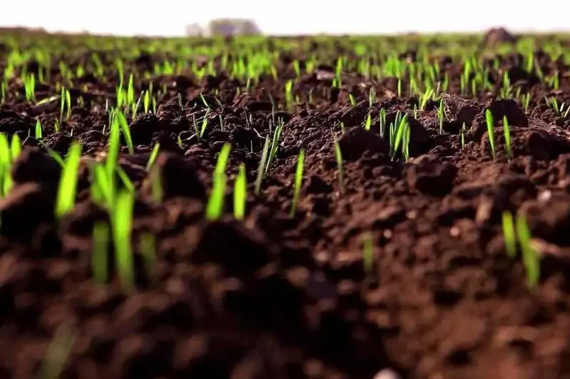 Қозоғистонда жорий йилда 22,5 млн гектарга қишлоқ хўжалиги экинлари экилади