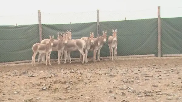 جەتىسۋ وبلىسىندا قۇلاندى قورعاۋ جۇمىستارى ءجۇرىپ جاتىر