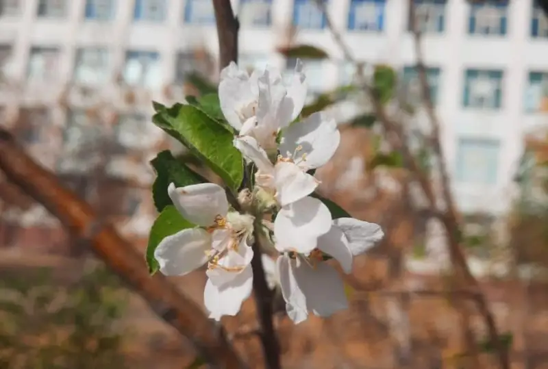 Яблоня зацвела в Туркестанской области