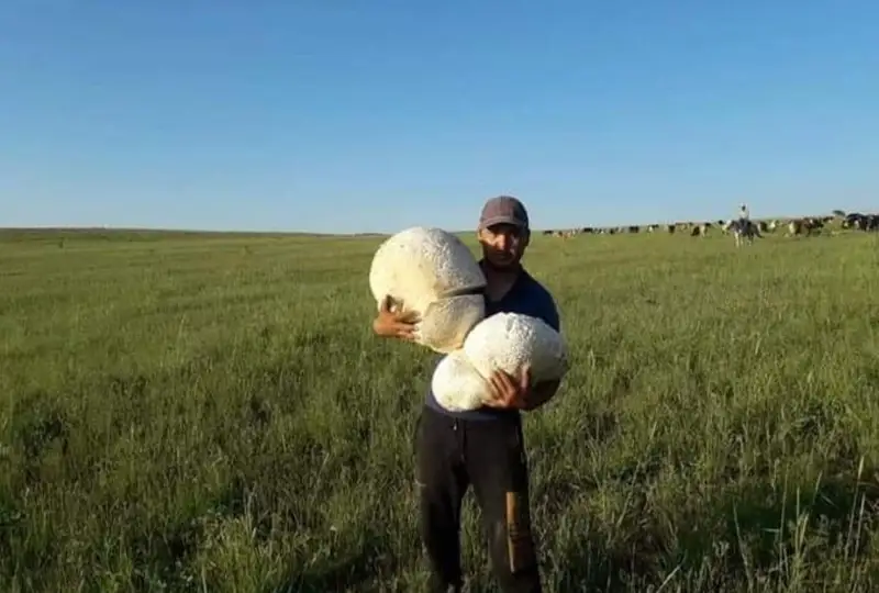 Туркистон вилоятидаги улкан қўзиқоринлар оммани ҳайратга солмоқда