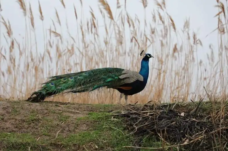 سارىاعاشتىق تۇرعىن تاۋىس قۇسىن وسىرۋدە