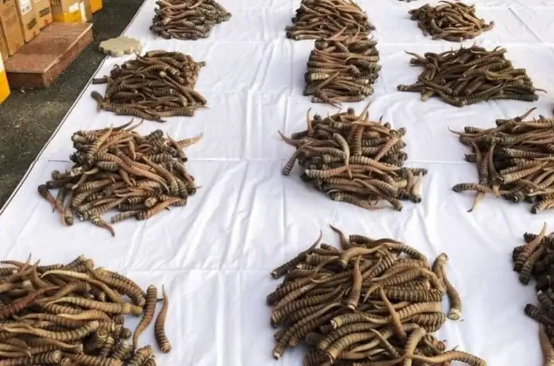 قىتاي كاسىپكەرلەرى باتىس قازاقستاننان كيىك ءمۇيىزىن وندىرەتىن زاۋىت اشپاق