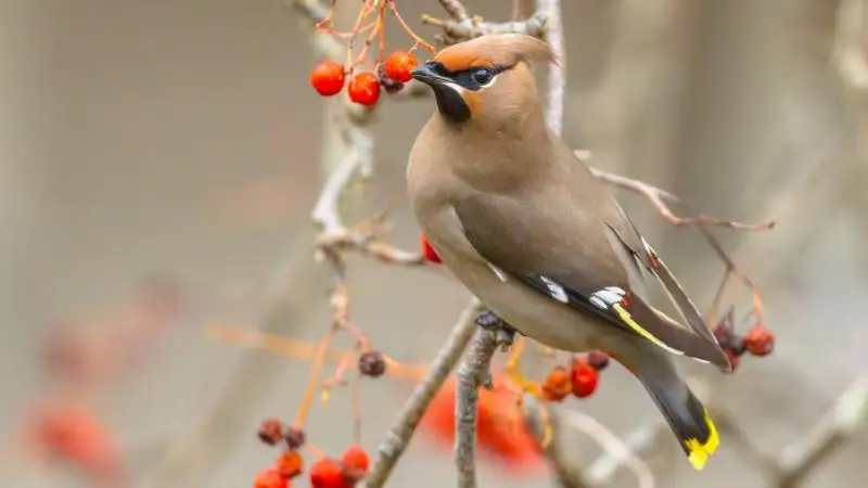 كوكتەمنىڭ العاشقى كۇندەرىندە اۋا رايى قانداي بولادى؟