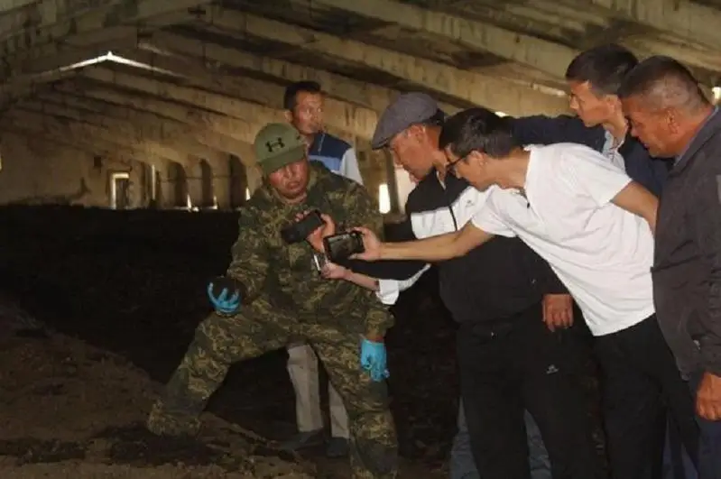 تۇركىستان وبلىسىنىڭ شارۋالارى كاليفورنيالىق قىزىل قۇرتتاردى وسىرۋدە