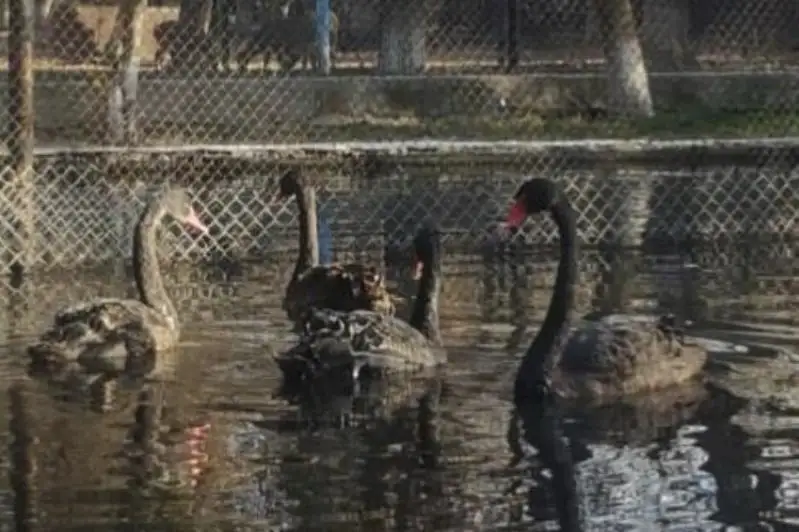 Шимолий Кореяда қора оққушлар гўштини ейишмоқда