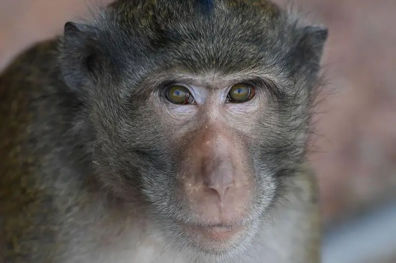 Қандай қилиб маймун чечагини юқтирмаслик мумкин