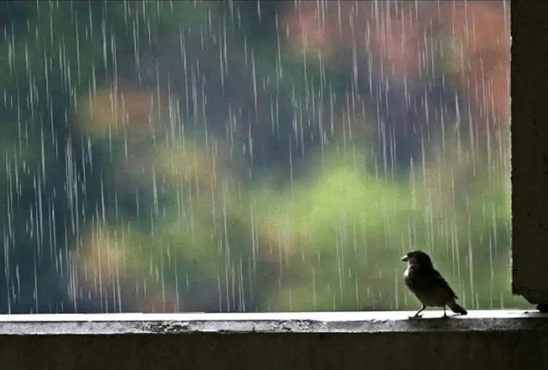 بۇگىن بارلىق وڭىردە جاڭبىر جاۋادى