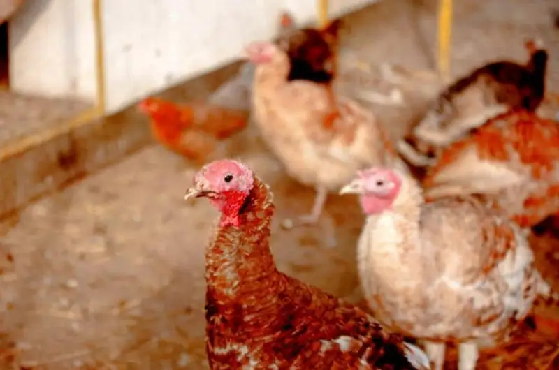 Ҳиндистонда парранда гриппи туфайли 25 мингдан ортиқ қуш йўқ қилинади