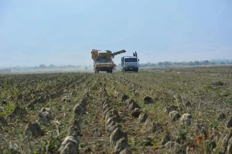 Жамбил вилоятида қанд лавлаги экиладиган майдонлар икки баробарга оширилади