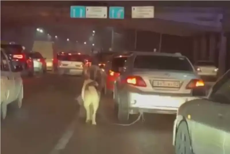 ءيتتى كولىگىنە بايلاپ جۇرگەن جۇرگىزۋشى ۇستالدى