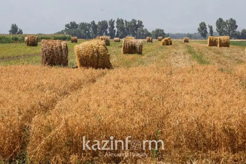 Заготовлено около 21 млн тонн сена в РК – Минсельхоз
