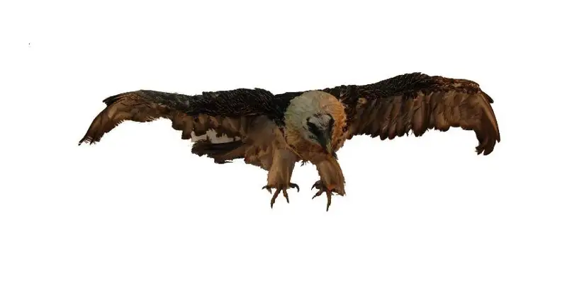 قۇماي دەيتىن ءبىر قۇس بار