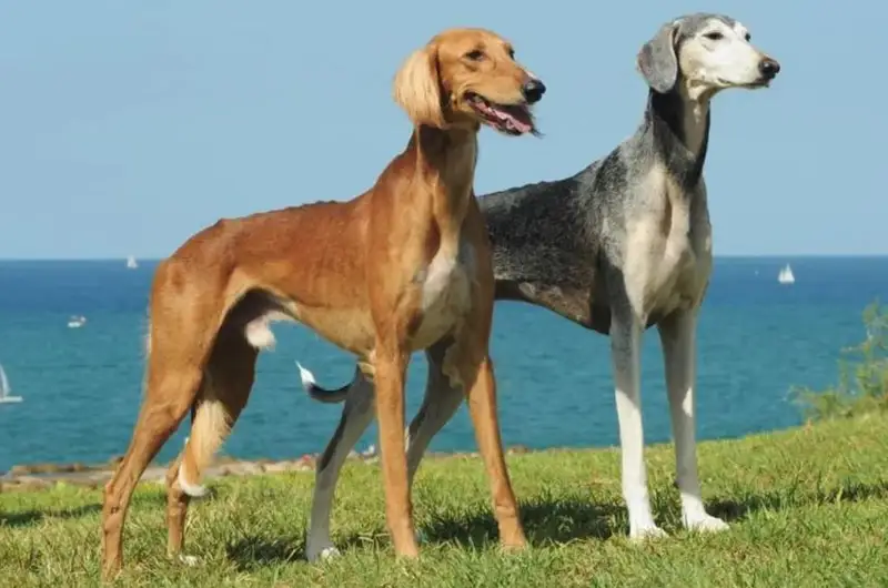 تازى مەن توبەتتى ساقتاۋ جانە قالپىنا كەلتىرۋ ماسەلەلەرى بويىنشا بولەك زاڭ ازىرلەنەدى