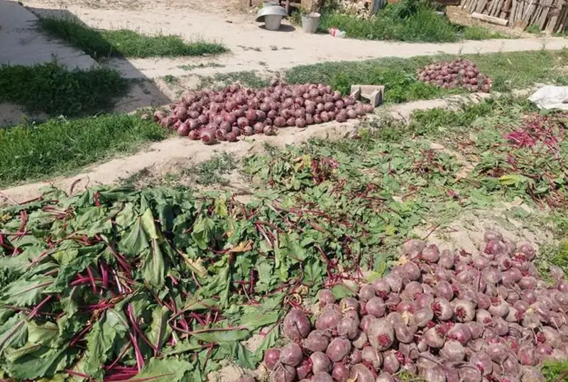 Мақтаараллик фермерлар хорижга қанд лавлаги экспорт қилмоқда