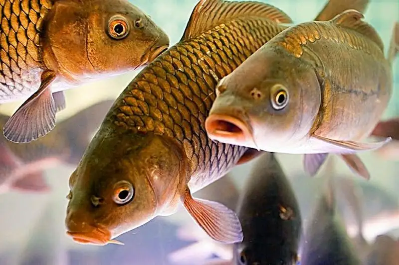 Ақмола вилоятида балиқчилик хўжалиги ташкил қилинади