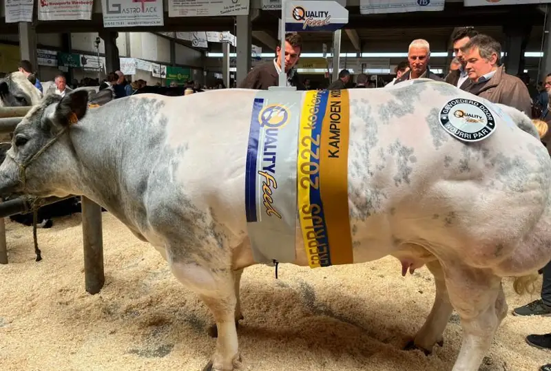 Бельгия фермерлари Қозоғистонда 1,5 тонналик мовий ранг буқаларни кўпайтирмоқчи