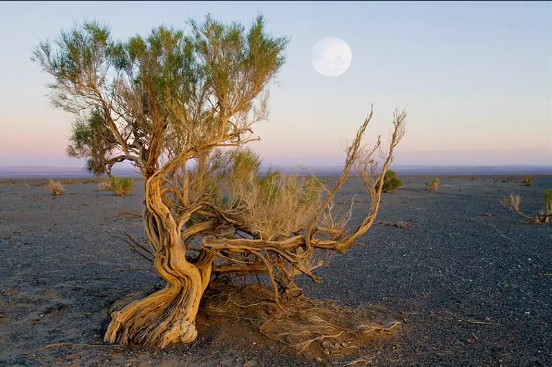 Вазир: Саксовул – бизнинг миллий брендимиз