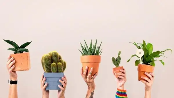 ءار ۇيدە بولۋى ءتيىس گۇلدەر