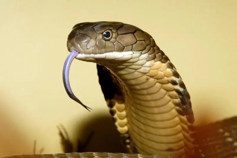 Хитой божхонаси томонидан жўнатилган ёғочлар орасидан узунлиги 4 метрдан ошиқ кобра топилди