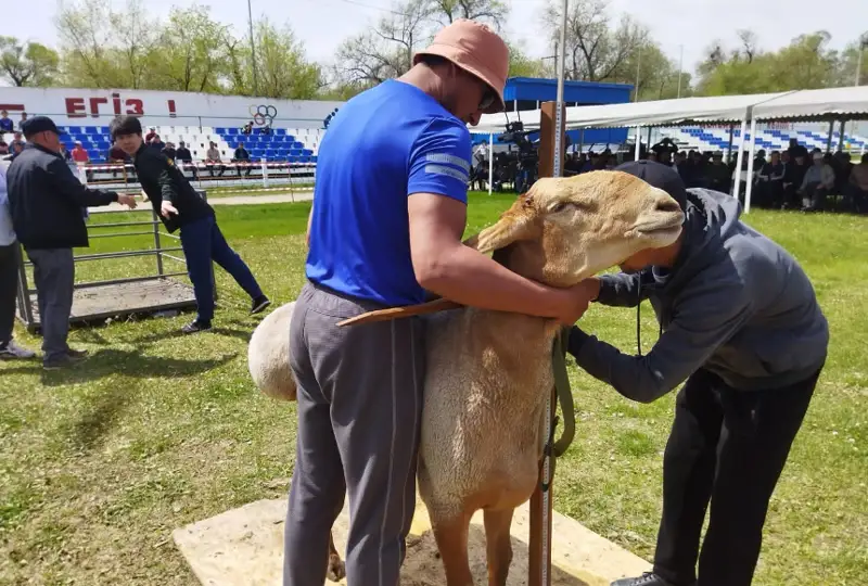 Жамбил вилоятида зотдор қўйлар кўргазмаси бўлиб ўтди