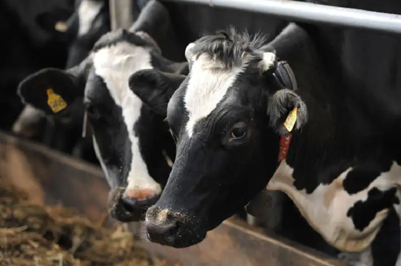 Қозоғистонда оқсил касаллиги билан боғлиқ вазият барқарорлигича қолмоқда - Қишлоқ хўжалиги вазирлиги