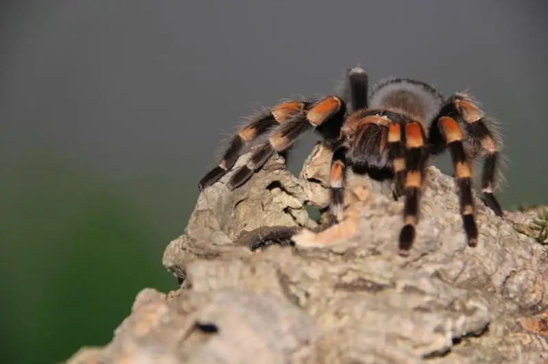 پەتروپاۆل تۇرعىنى ەكزوتيكالىق جاندىكتەردىڭ 40 قا جۋىق ءتۇرىن اسىراپ وتىر