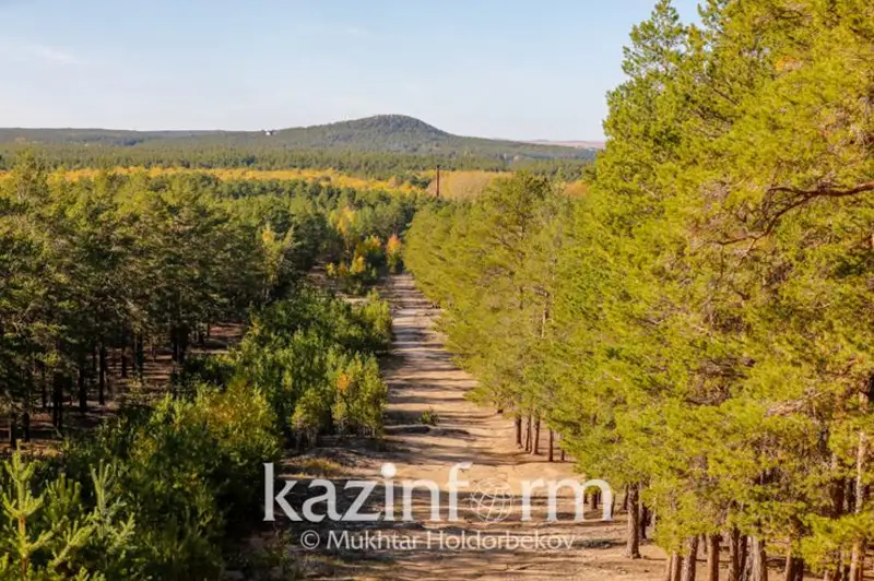 Более 6 млн штук саженцев высадят в этом году в СКО