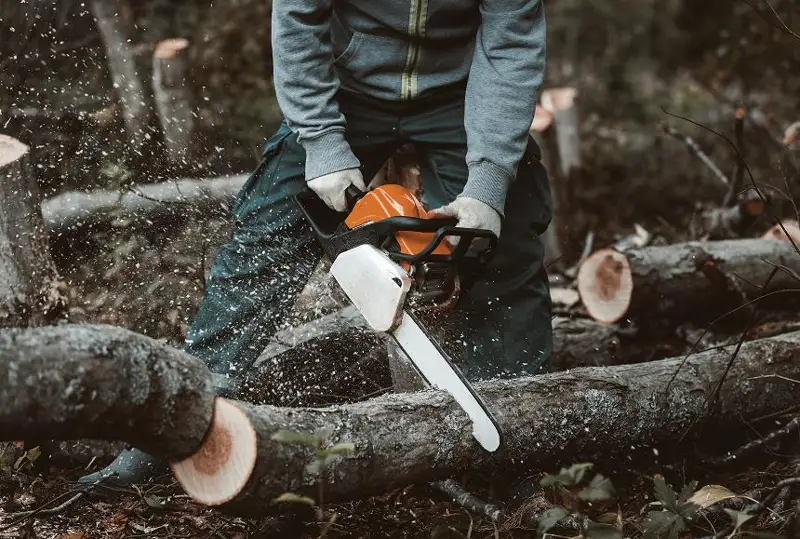 Размер крупного ущерба за незаконную порубку леса планируют снизить в РК