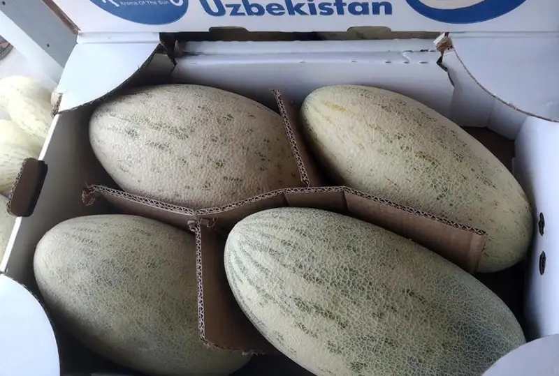 Контрабанда: Қозоғистонда Ўзбекистондан 62 тонна қовун олиб ўтмоқчи бўлганлар қўлга олинди