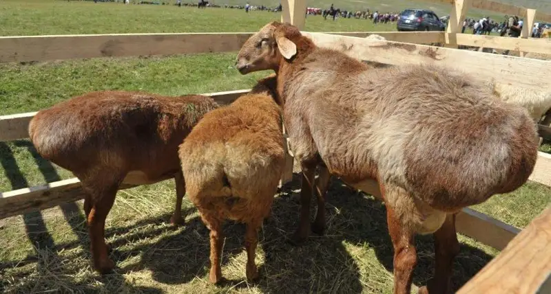 ەجەلگى تەكتى تۇقىم «كەرەي قويىن» نەگە قازاقستانعا اكەلمەسكە؟