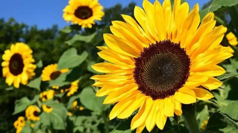 专家建议限制葵花籽出口