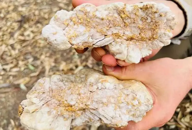 Австралияда 160 минг долларлик олтин топилди