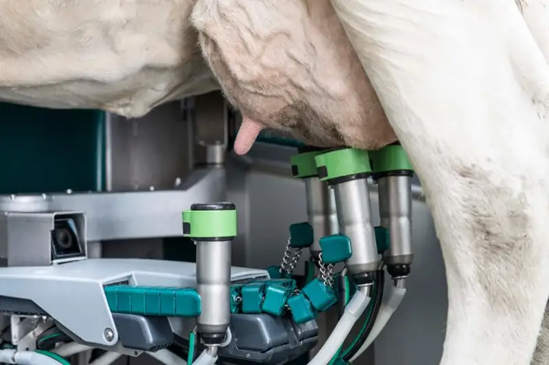 Нидерландские роботы будут доить коров в Павлодарской области